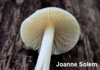 Entoloma alboumbonatum