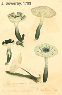 Leucoagaricus meleagris