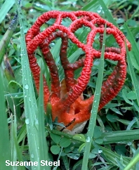 Colus pusillus
