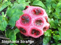 Clathrus crispus