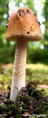 Amanita crocea