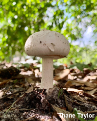 Amanita virosiformis