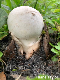 Amanita virosiformis