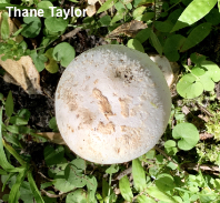 Amanita virosiformis