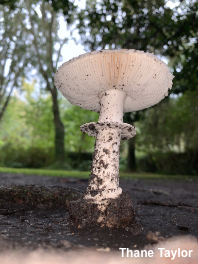 Amanita virosiformis