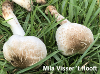 Agaricus californicus