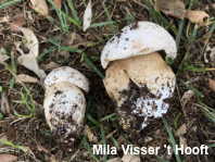 Boletus barrowsii