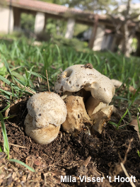 Boletus barrowsii