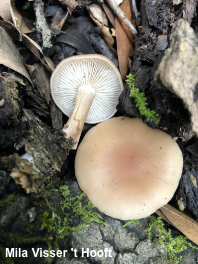 Clitocybe californiensis