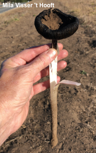 Coprinus calyptratus