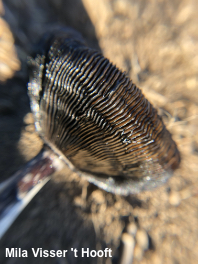 Coprinus calyptratus