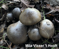 Entoloma lividoalbum