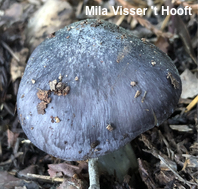 Entoloma species 02
