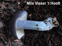 Entoloma species 02