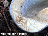 Entoloma species 02