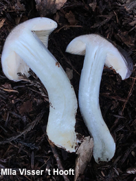 Entoloma species 02