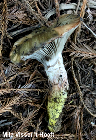Gomphidius oregonensis