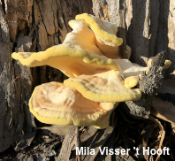 Laetiporus gilbertsonii