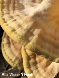 Laetiporus gilbertsonii