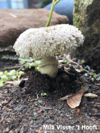 Leucoagaricus barssii