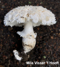 Leucoagaricus barssii