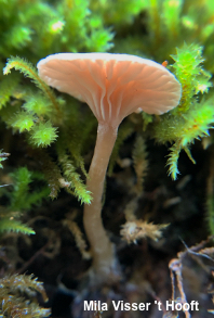 Lichenomphalia umbellifera