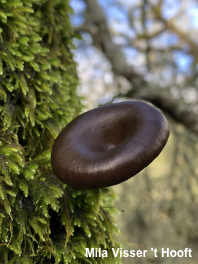 Pseudoclitocybe cyathiformis