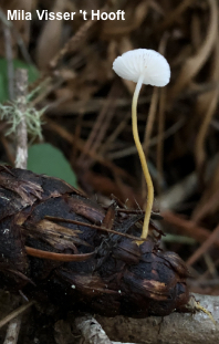 Strobilurus lignitilis