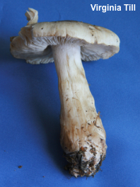 Tricholoma smithii