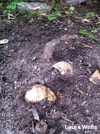 Scleroderma hypogaeum
