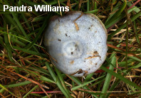 Lactarius paradoxus