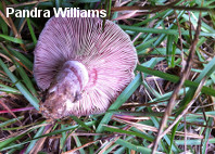 Lactarius paradoxus