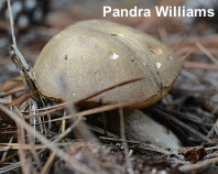 Retiboletus fuscus