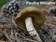 Retiboletus fuscus