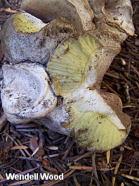 Boletus subalpinus