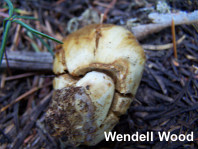 Cortinarius pinguis