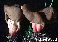 Gyromitra californica