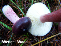 Russula queletii