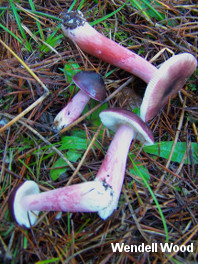 Russula queletii