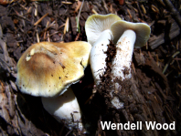 Tricholoma arvernense