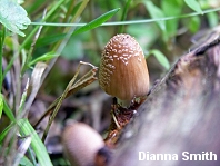 Coprinus domesticus