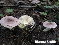 Lactarius uvidus