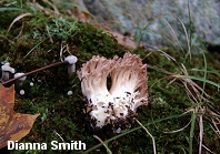 Ramaria botrytis