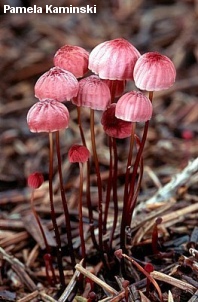 Marasmius pulcherripes