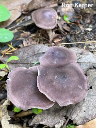 Calocybe ionides