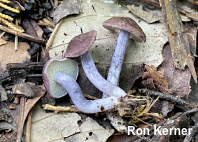 Calocybe ionides