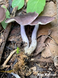 Calocybe ionides