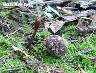 Cordyceps ophioglossoides