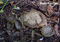 Helvella costifera