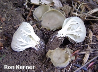 Helvella costifera